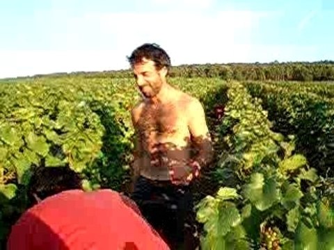 vendanges au champagne