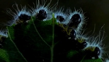 le petit potager de jean pierre coffe @ 2008 (version roy ayers)