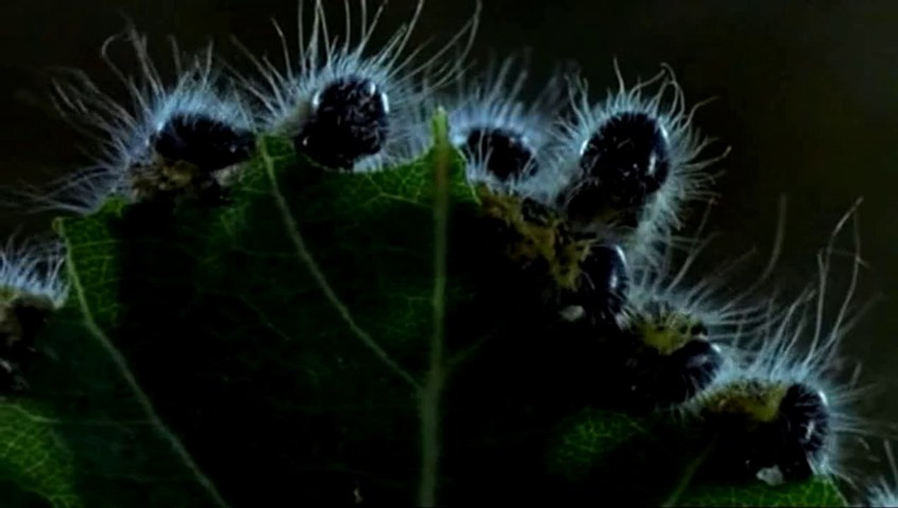 le petit potager de jean pierre coffe @ 2008 (version roy ayers)