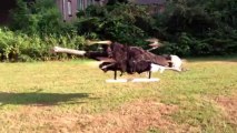 OstrichCopter Autruche empaillée volante