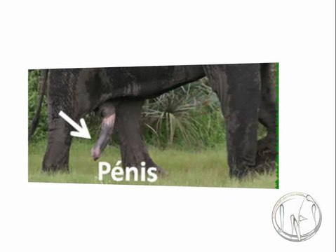 nufi (fe'efe'e) - les parties du corps humain corps humain - Mbǎh mfʉ̀'nā