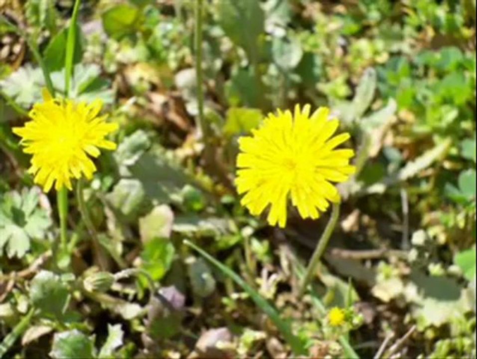 BEN SENİ BİR TÜRLÜ UNUTAMADIM