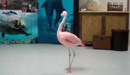Flamingo dance! So beautiful!