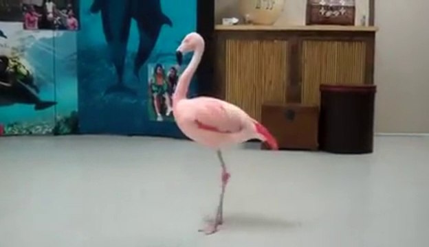 Le flamenco de flamant rose - trop marrant