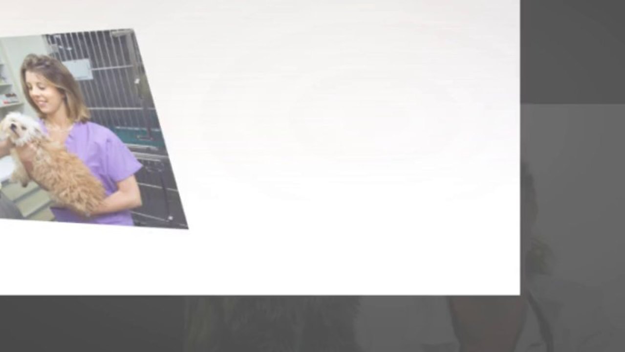 Kihei Animal Hospital, Puppies Shots & Pet Care Products