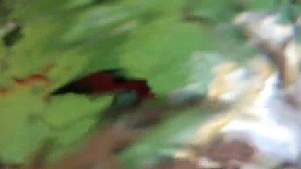 Drift HD Ghost Freestyle Kayaking