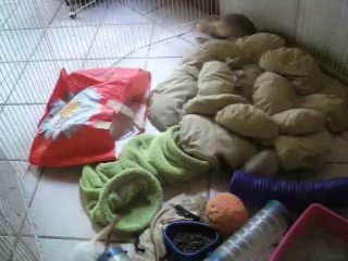 006 les furets dans le parc