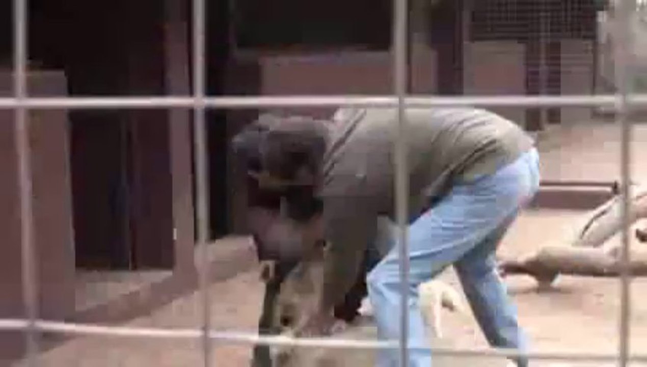 Telegraph journalist gets mauled by Lion