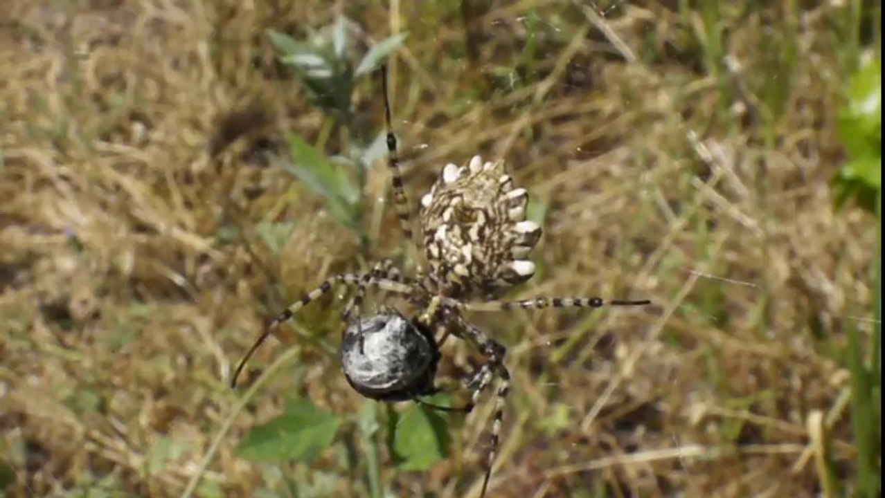 Argiope lobata