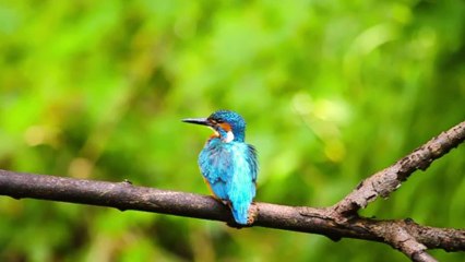 REPOS ET TOILETTAGE DU MARTIN