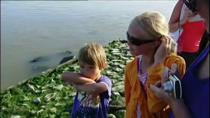 Des pêcheurs français veulent se débarrasser des phoques