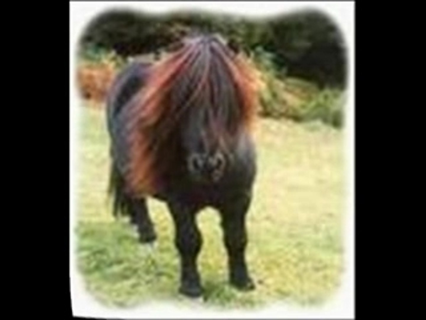 histoire de chevaux