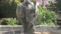 Zoo d' Amneville - Rhinoceros