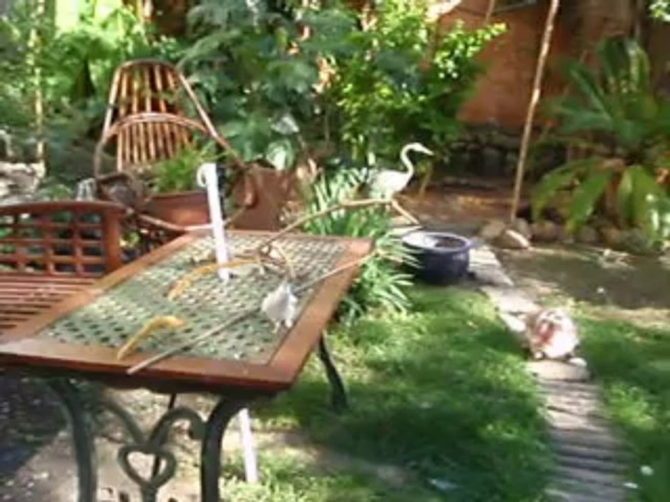 l'oiseau et la fontaine