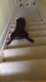 Ce chien fait du surf pour descendre les escaliers.