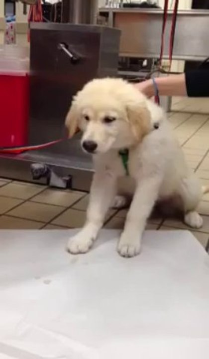 Un chiot vomit un requin en plastique... Le chiot est sauvé et le requin a perdu pour une fois !!