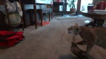 Cats React To Stuffed Taxidermy Bobcat