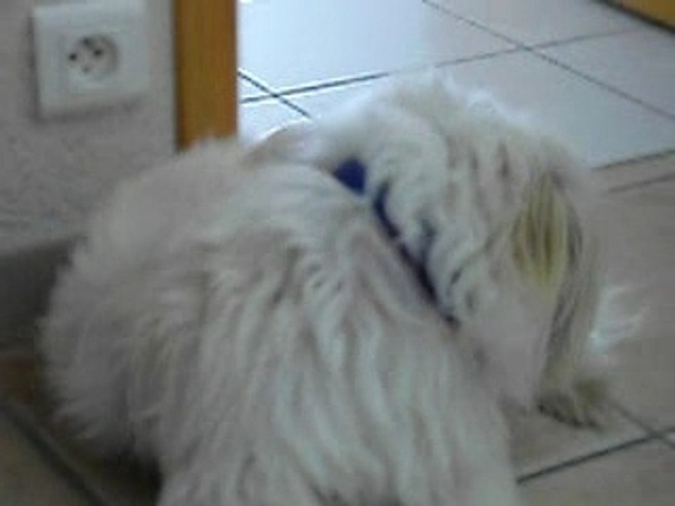Mon chien carresse