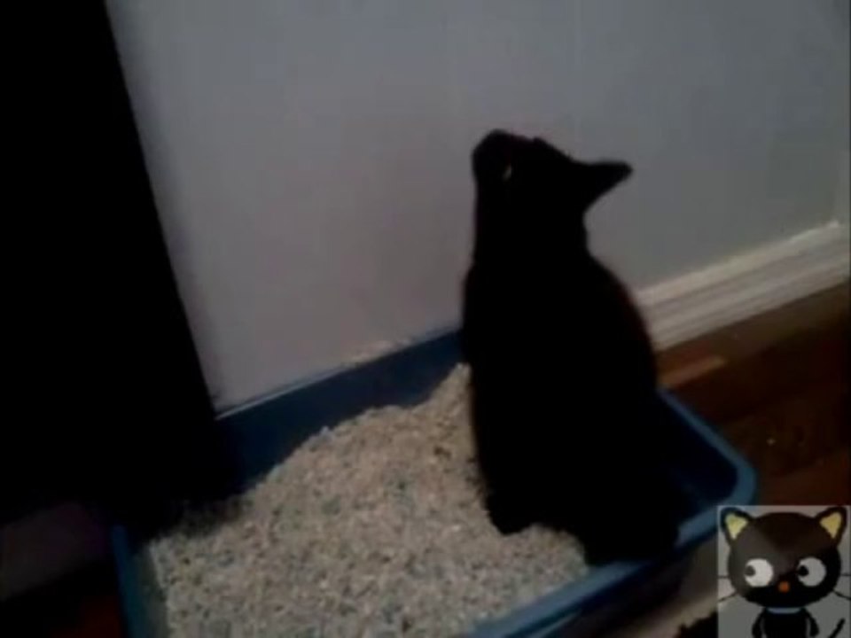 Stevie Wonder Cat