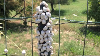 Les petits blancs de Provence, escargots des steppes