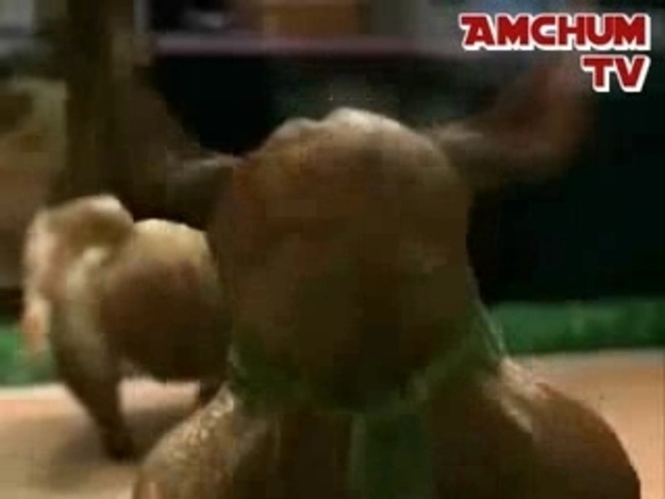 pepci