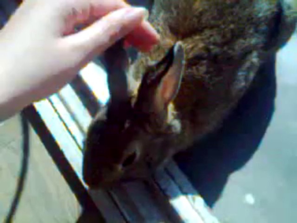 Lapins : Charlotte en mode calins