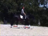 Telguero SBA - PRE Pure Spanish Bred 2007 by ENGANOSO VI