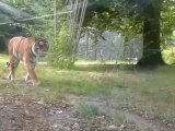 ZOO DE THOIRY- TIGRE