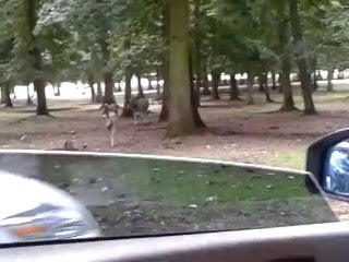 ZOO DE THOIRY-ZEBRES