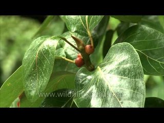 A close view of raindrops falling on the leaves of  Banyan tree