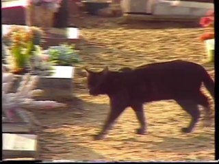 Le petit chat est mort (G. Patris)