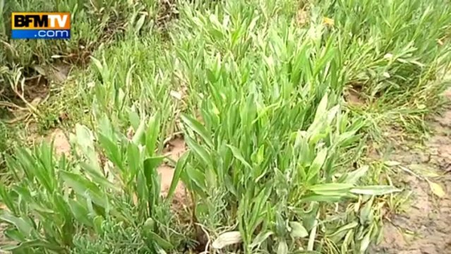 Les plus belles randonnées de France: la baie de Somme en Picardie - 30/07