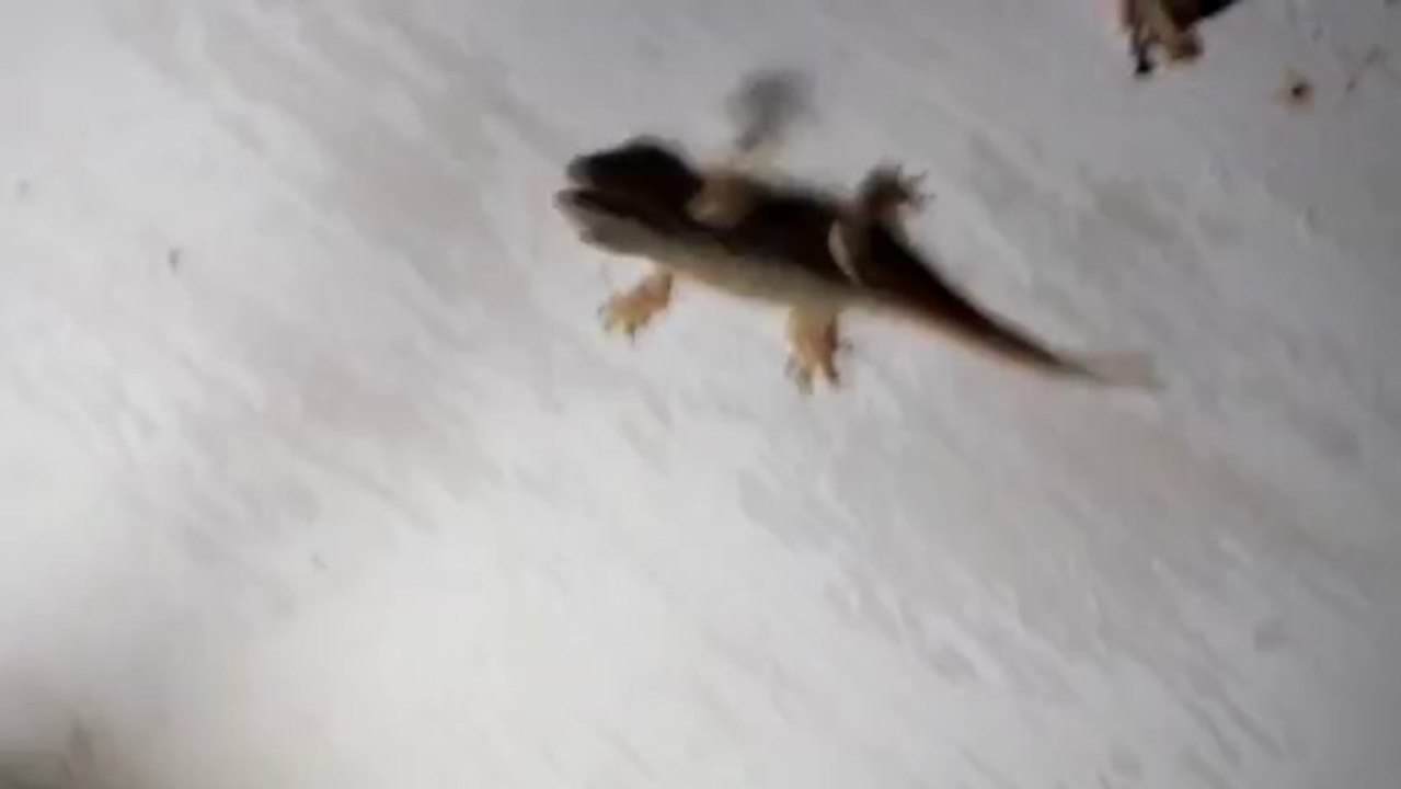 gecko