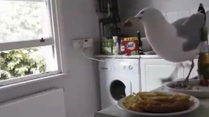 Cette mouette va regretter sa gourmandise !