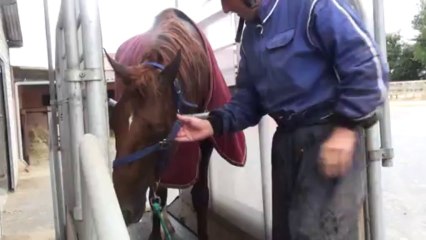 SAPHIR AU TAPIS ROULANT