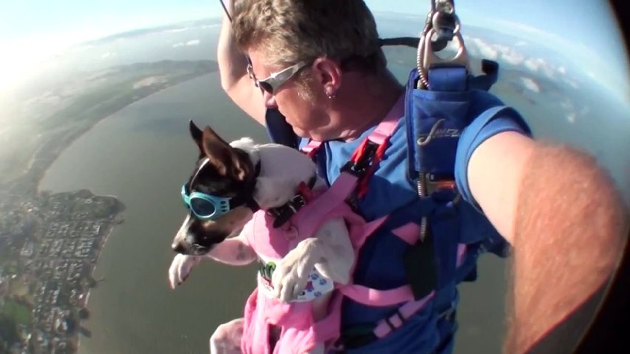 Crasha - The Skydiving Dog - Swoopware Skydive