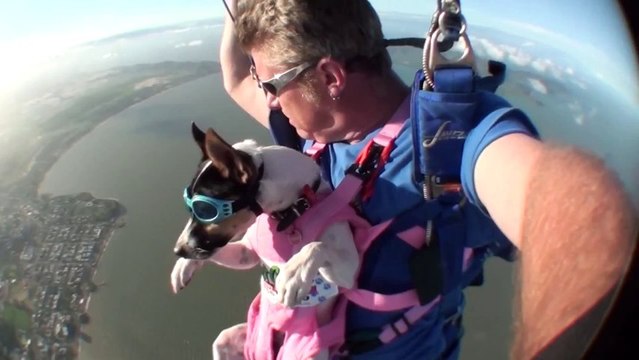 Crasha - The Skydiving Dog - Swoopware Skydive