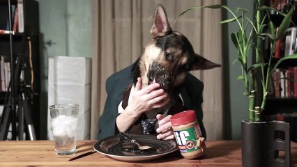 Un chien mange comme un homme