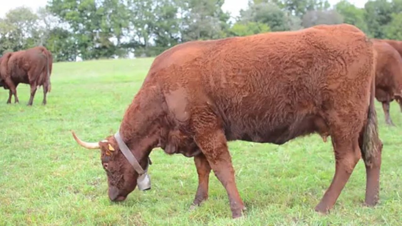 La viande Salers "Produit du Parc des volcans d'Auvergne"