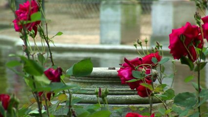 ANCIEN   AYRAUD Priscille et Stephane -  petite  amorce sans musique-QuickTime H.264