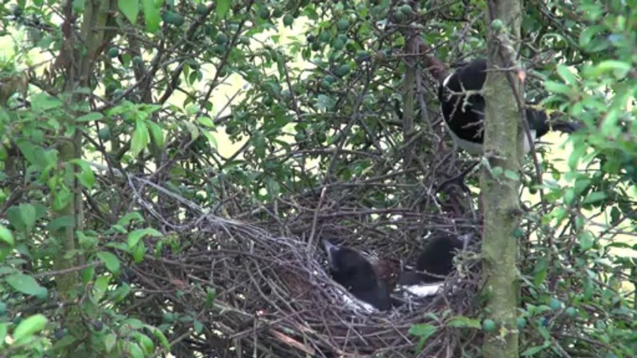 La pie bavarde seconde partie(10mn)