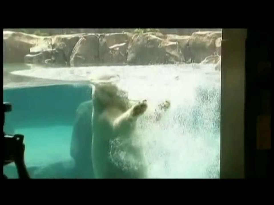 Ours polaire