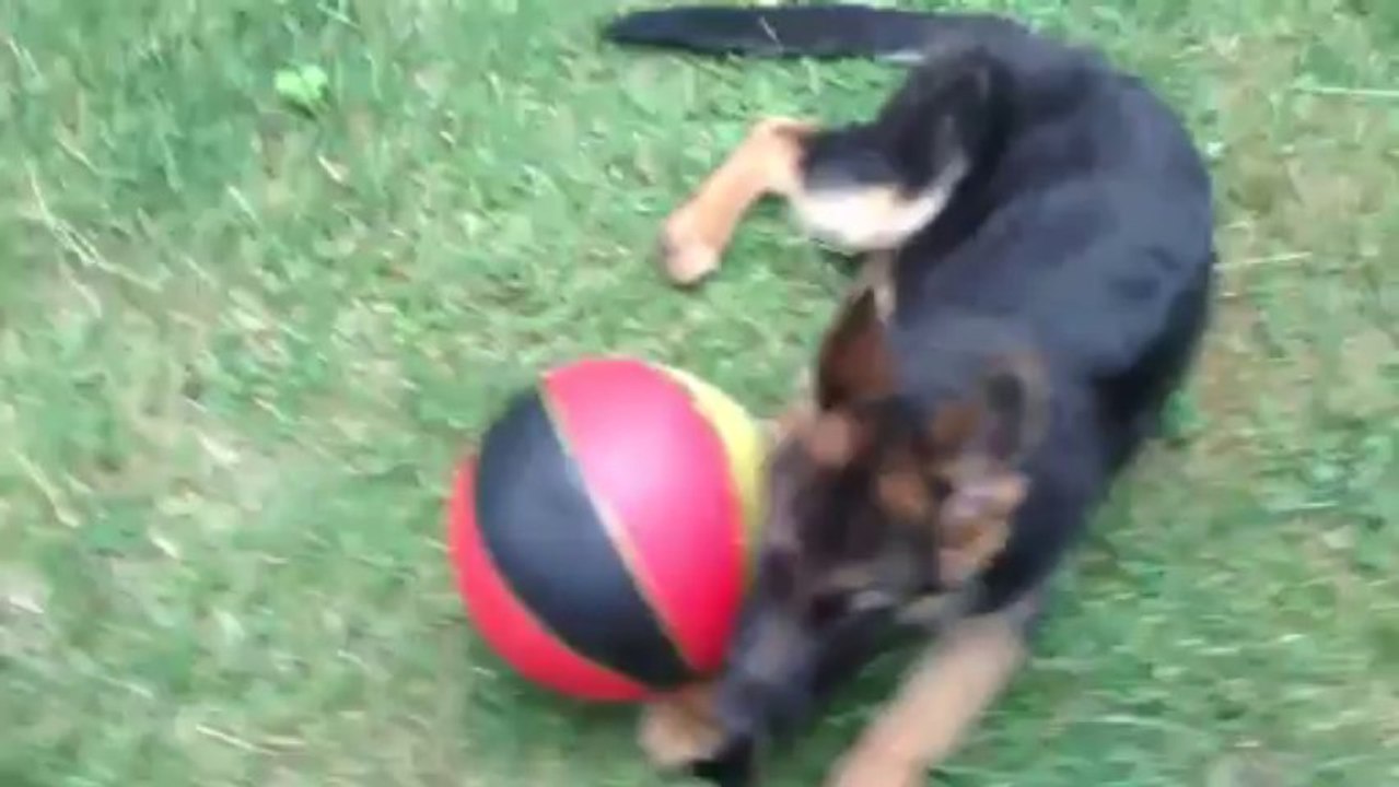 IRO chiot berger allemand aime le foot