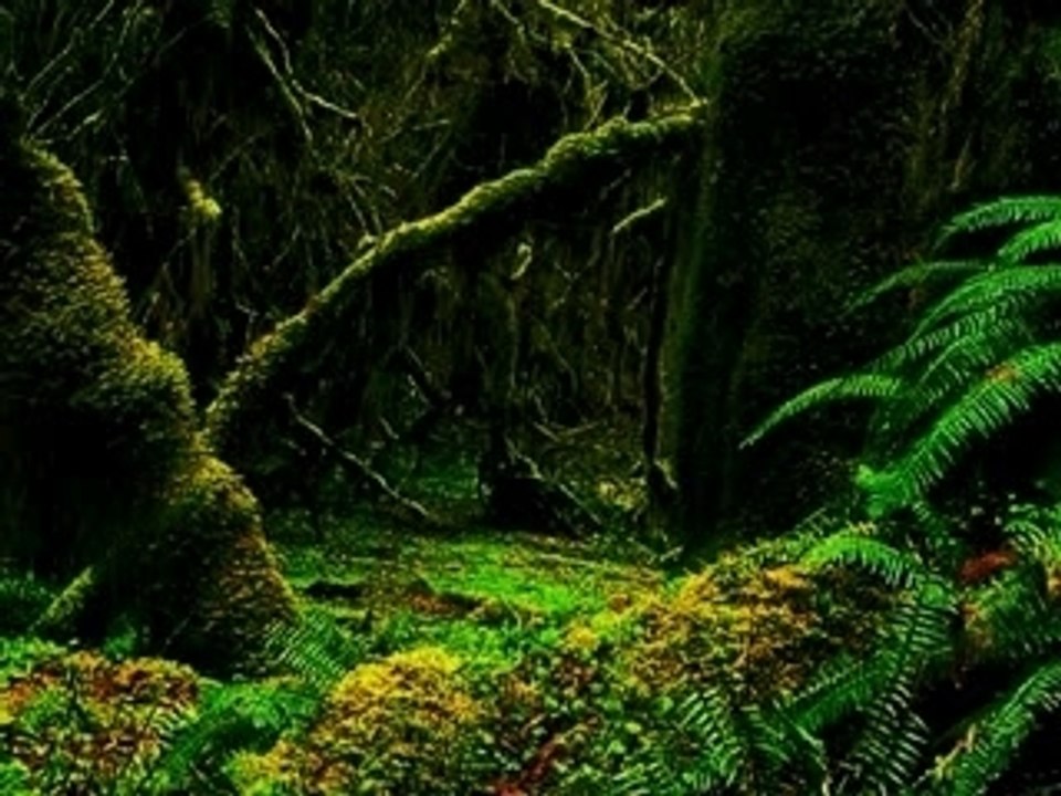 le loup dans les bois