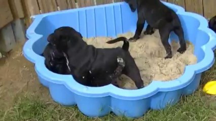 40. Chiot staffordshire bull terrier vidéo 40 de la 12ème portée de STAFFORDLAND