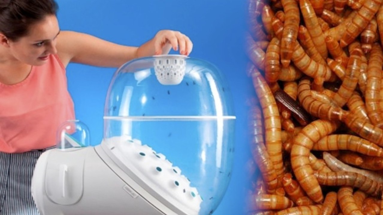 Farm Your Own Maggots with this Counter Top Breeding Machine - video ...