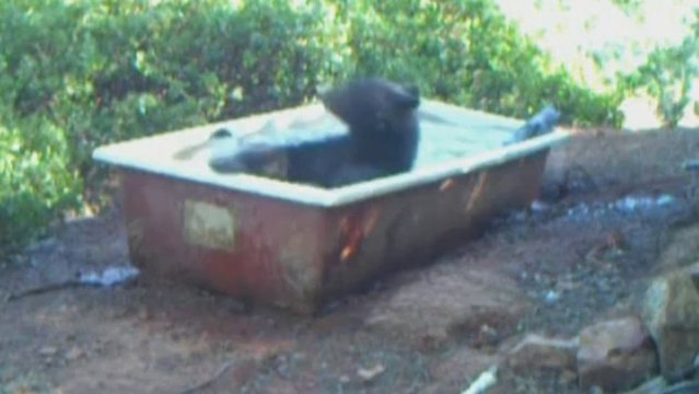 Wild animals try to beat heat-wave