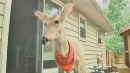 Family fights for pet deer