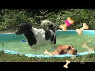 PEBBLES, SCOTT Y LUNA