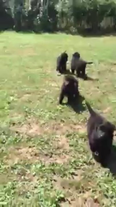 Chiots à 40jours